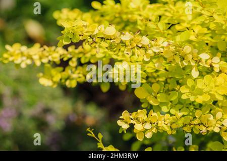 Rametti primaverili di mirtillo giallo illuminato dal sole luminoso, cespuglio ornamentale prickly nel giardino. Fuoco selettivo, sfondo naturale. Foto Stock