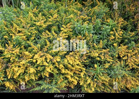 Tappeto denso di cespugli di oro, Solidago, all'inizio dell'autunno Foto Stock