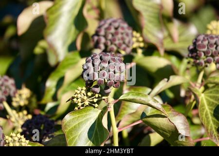 Bacche viola mature di edera comune Foto Stock