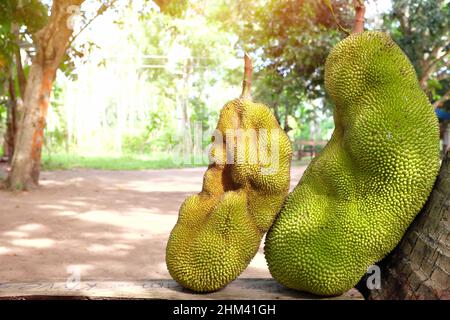 Due jackfruit freschi raccolti con spazio copia. Primo piano di frutta tropicale. Foto Stock