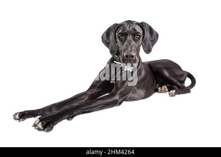 Grande ritratto di cane Dane, una delle razze più grandi del mondo. Giovane donna nera. Isolato su sfondo bianco Foto Stock