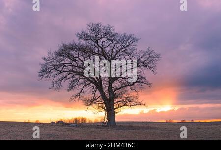 Bella vista di grande quercia burr solitario al tramonto in Lituania Foto Stock