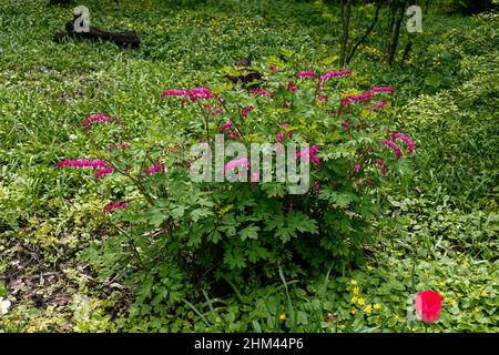 Fiori di un cuore sanguinante Dicentra Spectabils Foto Stock