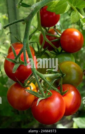 I giardinieri coltivati in casa deliziano i pomodori che crescono e maturano sulla vite. Foto Stock