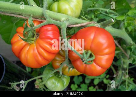 Pomodori Marmande coltivati in casa che crescono e maturano al sole. Foto Stock