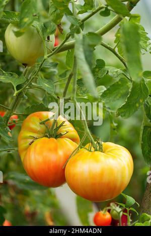 Pomodori biologici maturi in serra. Succosa pomodoro rosso e giallo gustoso Foto Stock