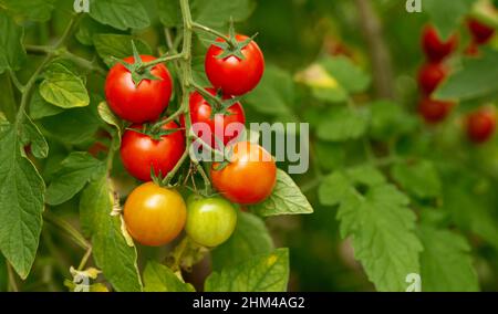 Pomodori ciliegini maturi coltivati in serra. Ciliegia pomodoro pianta Foto Stock