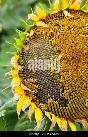 Girasole mature con semi neri primo piano Foto Stock