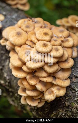 Gruppo di funghi commestibili Armillaria mellea che cresce su un ceppo di legno in autunno foresta. Funghi di miele che crescono in natura Foto Stock