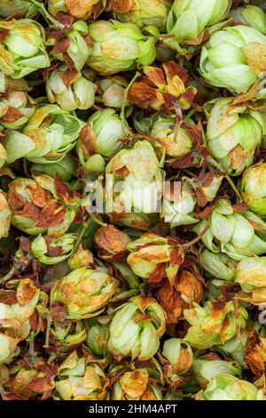 Macro luppolo secco fresco close-up. Birra artigianale a casa Foto Stock