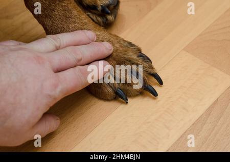Zampa di cane e mano dell'uomo su sfondo marrone. Maschio a contatto con la zampa anteriore di Rottweiler femmina con artigli neri lunghi. Primo piano. Messa a fuoco selettiva. Foto Stock