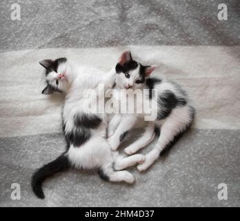 due divertenti cuccioli bianchi e neri si trovano uno accanto all'altro su una morbida coperta, vista dall'alto. Vita confortevole per gli animali domestici. Tenerezza Foto Stock