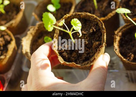 Il processo di trapiantare piantine di geranio fiori in pentole di torba. Foto Stock