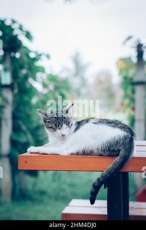 gatto addormentato e carino che si rilassa sul tavolo Foto Stock