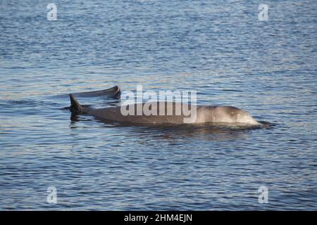 Gli esperti cercano di salvare una piccola balena humpback ferita alla spiaggia di Alimos. Foto Stock