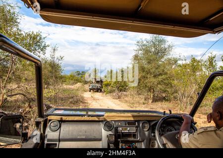 Safari nella vita selvaggia in Sud Africa. Vista dal veicolo safari. Strada in cespugli in savana. Foto Stock