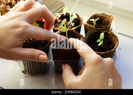 Il processo di trapiantare piantine di fiori di geranio. I tiri giovani sono trapiantati in pentole di torba. Foto Stock