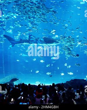 SHANGHAI, CINA - 4 FEBBRAIO 2022 - i turisti visitano il primo squalo bionico al mondo al Museo dello squalo Vulcano del Parco Oceano Haichang di Shanghai Foto Stock