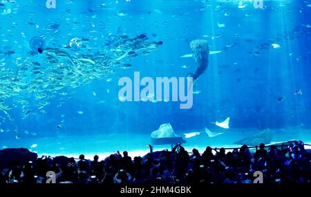 SHANGHAI, CINA - 4 FEBBRAIO 2022 - i turisti visitano il primo squalo bionico al mondo al Museo dello squalo Vulcano del Parco Oceano Haichang di Shanghai Foto Stock