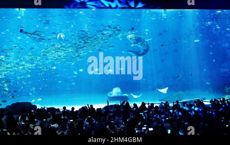 SHANGHAI, CINA - 4 FEBBRAIO 2022 - i turisti visitano il primo squalo bionico al mondo al Museo dello squalo Vulcano del Parco Oceano Haichang di Shanghai Foto Stock