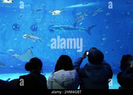 SHANGHAI, CINA - 4 FEBBRAIO 2022 - i turisti visitano il primo squalo bionico al mondo al Museo dello squalo Vulcano del Parco Oceano Haichang di Shanghai Foto Stock