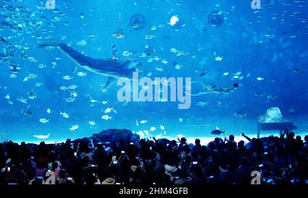 SHANGHAI, CINA - 4 FEBBRAIO 2022 - i turisti visitano il primo squalo bionico al mondo al Museo dello squalo Vulcano del Parco Oceano Haichang di Shanghai Foto Stock