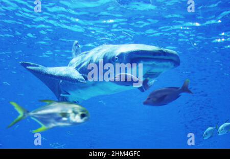 SHANGHAI, CINA - 4 FEBBRAIO 2022 - i turisti visitano il primo squalo bionico al mondo al Museo dello squalo Vulcano del Parco Oceano Haichang di Shanghai Foto Stock