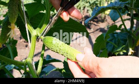 Le mani femminili tagliano un cetriolo verde giovane che cresce su un ramo. Cetrioli crescenti sul letto Foto Stock