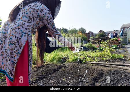 Una giovane donna semina semi su un'assegnazione comunitaria, Leeds, Regno Unito Foto Stock