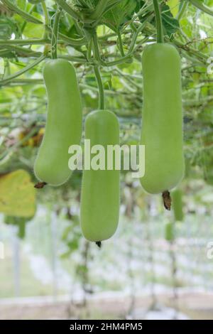 Melone amaro verdure GuaPeng Foto Stock