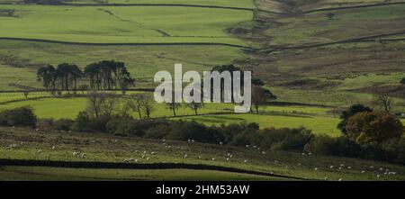 Pascolo e terreno di pascolo grezzo con muri di pietra a secco e stand di alberi nel Durham Dales Foto Stock