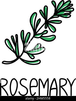Rosmarino, elemento disegnato in stile doodle. Modello di design con logo e emblema - erbe e spezie - rametto di rosmarino. Logo in linea alla moda Illustrazione Vettoriale