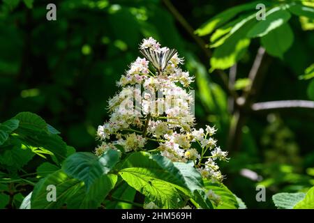 Una delicata farfalla gialla su un ramo con molti freschi fiori di castagno bianco e grandi foglie verdi in un giardino in una giornata di primavera soleggiata, bella o Foto Stock