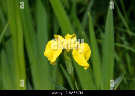 Delicato fiore giallo iride selvatico in piena fioritura, in un giardino in una giornata estiva soleggiata, bellissimo sfondo floreale all'aperto Foto Stock