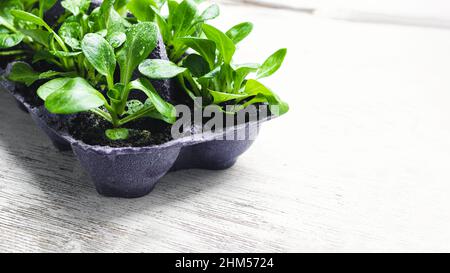 Insalata di mais o lattuga di agnello in scatola di uova riutilizzate, giardinaggio domestico sostenibile e di collegamento con il concetto di natura, spazio copia Foto Stock