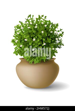 Pianta ornamentale con piccoli fiori in vaso di argilla. Grafica vettoriale Illustrazione Vettoriale