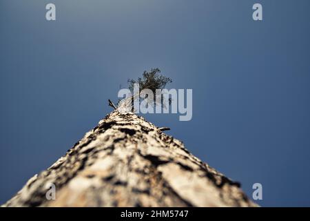 guardando su un albero solitario Foto Stock