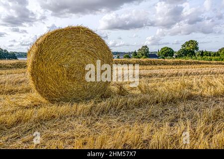Grande balla di fieno rotonda in un campo di stoppie, un giorno sommer luminoso in Jutland, Danimarca, 27 agosto 2017 Foto Stock
