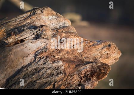 Vecchio moncone trre marcio che assomiglia ad una testa di un maiale Foto Stock