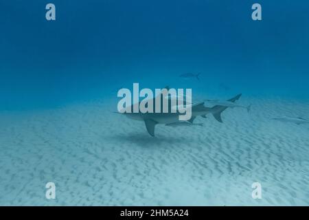 Immersione profonda con squalo toro a playa del carmen Messico Foto Stock