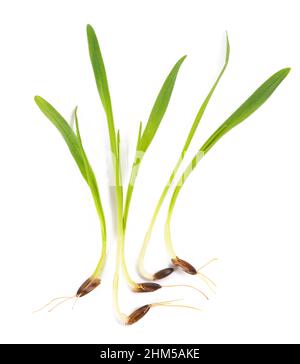 Avena germogliata isolata su sfondo bianco Foto Stock