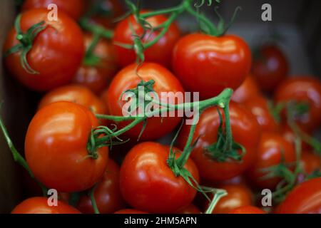 Pomodori rossi su un ramo Foto Stock