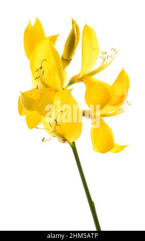 Fiori di scopa isolati su sfondo bianco Foto Stock