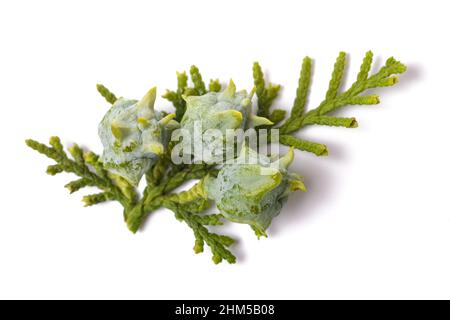 Thuja cinese con coni isolati su bianco Foto Stock