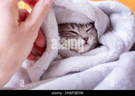 Un piccolo grigio carino sta dormendo avvolto in una coperta. Il gattino si addormentò nascondendosi in una coperta. Il concetto di adorabili piccoli animali domestici. Poco sonno Foto Stock