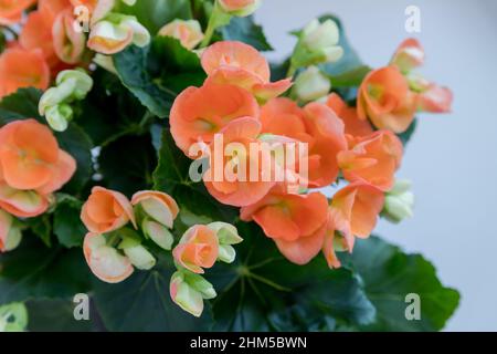 Una pianta ibrida di Begonia con fiori doppi di arancio rosso spettacolare su sfondo bianco.delicati fiori di arancio di ampel Begonia. Fuoco selettivo Foto Stock