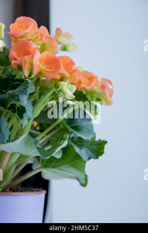 Una pianta ibrida di Begonia con fiori doppi di arancio rosso spettacolare. Fiori di arancio delicati di ampel Begonia. Fuoco selettivo Foto Stock