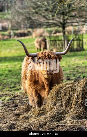 Bestiame delle Highland visto in una passeggiata locale da Eynsford vicino a Dartford in Kent, Inghilterra Foto Stock