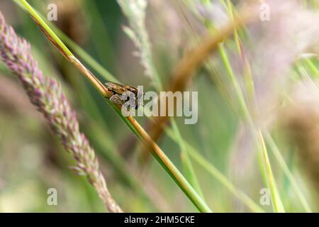 Helophilus pendulus accoppiamento che è una specie comune di insetti volanti hoverfly trovato nel Regno Unito e comunemente conosciuto come mosca del sole o hoverfly del calciatore, stoc Foto Stock