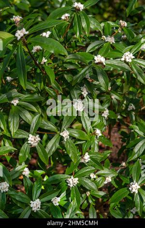 Daphne bholua 'Spring Herald' un arbusto sempreverde di piante con fiore bianco primaverile, foto di scorta Foto Stock